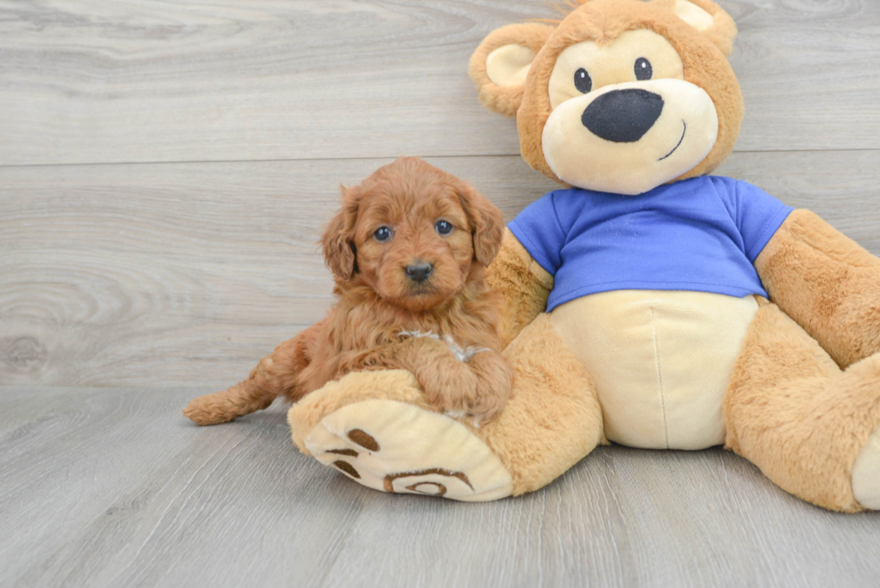 Sweet Mini Goldendoodle Baby