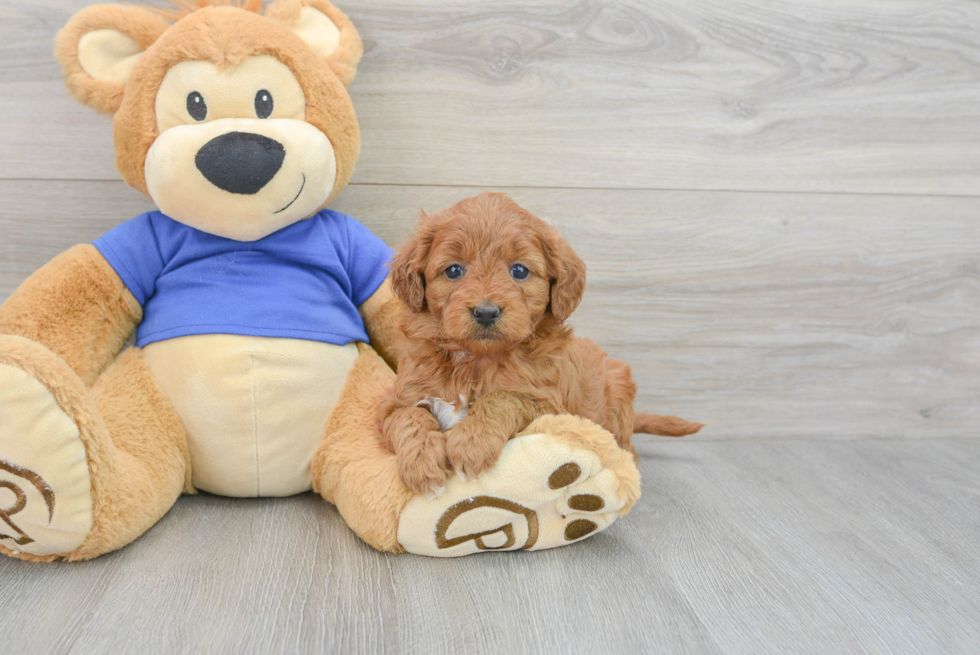 Cute Mini Goldendoodle Baby