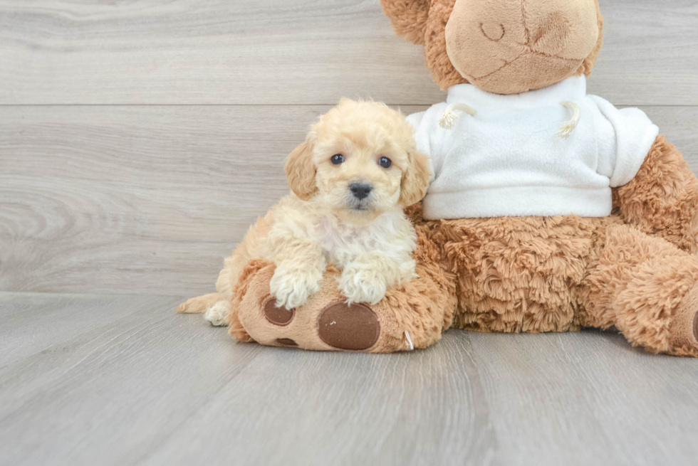 Hypoallergenic Golden Retriever Poodle Mix Puppy