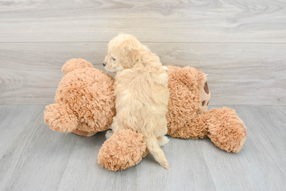 Best Mini Goldendoodle Baby