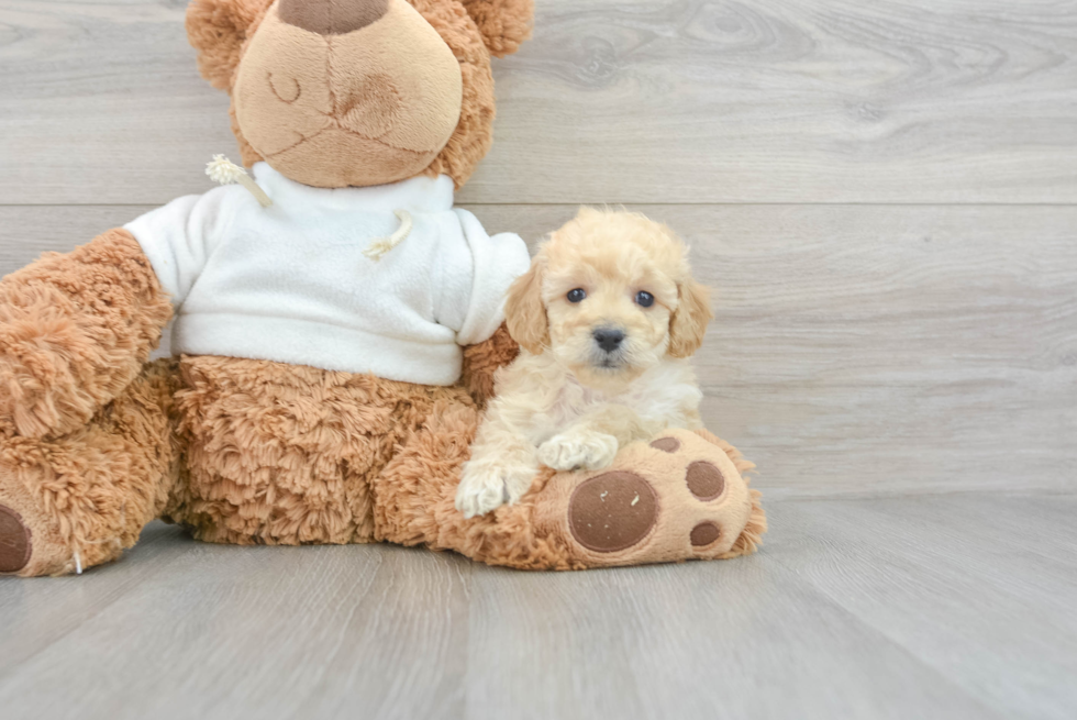 Energetic Golden Retriever Poodle Mix Puppy