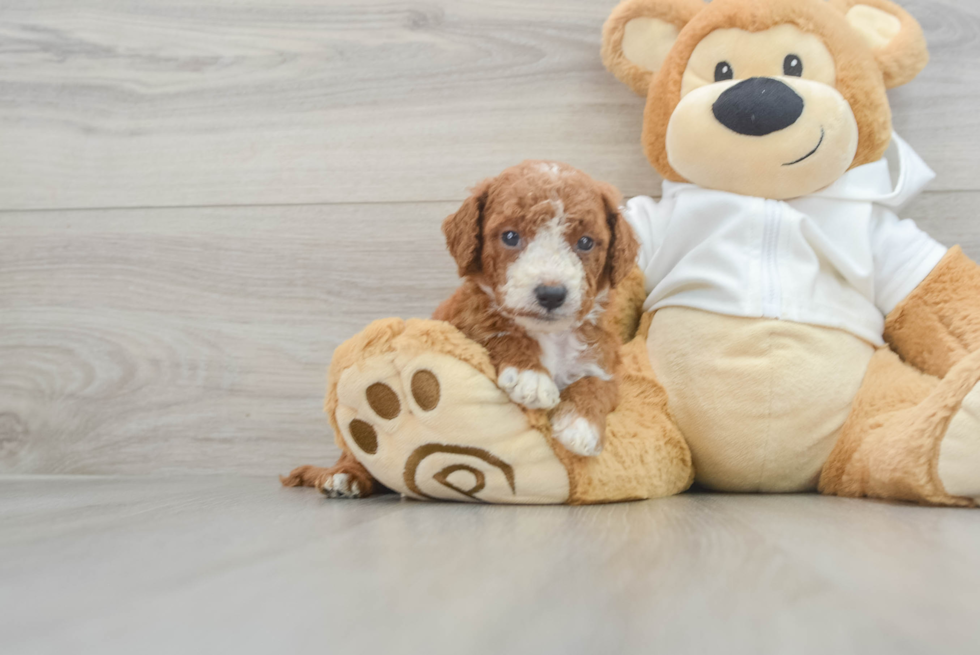 Smart Mini Goldendoodle Poodle Mix Pup