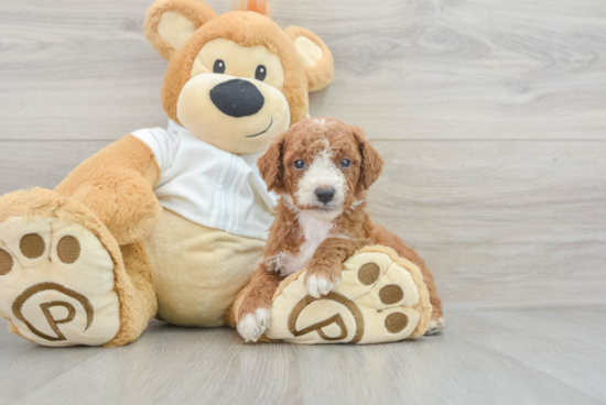 Energetic Golden Retriever Poodle Mix Puppy