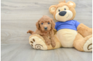 Small Mini Goldendoodle Baby