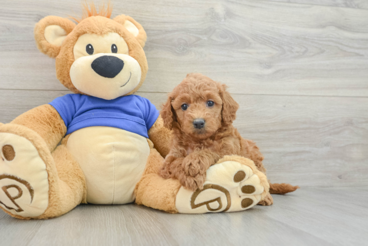 Mini Goldendoodle Pup Being Cute