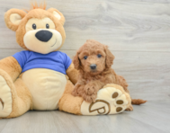 8 week old Mini Goldendoodle Puppy For Sale - Premier Pups