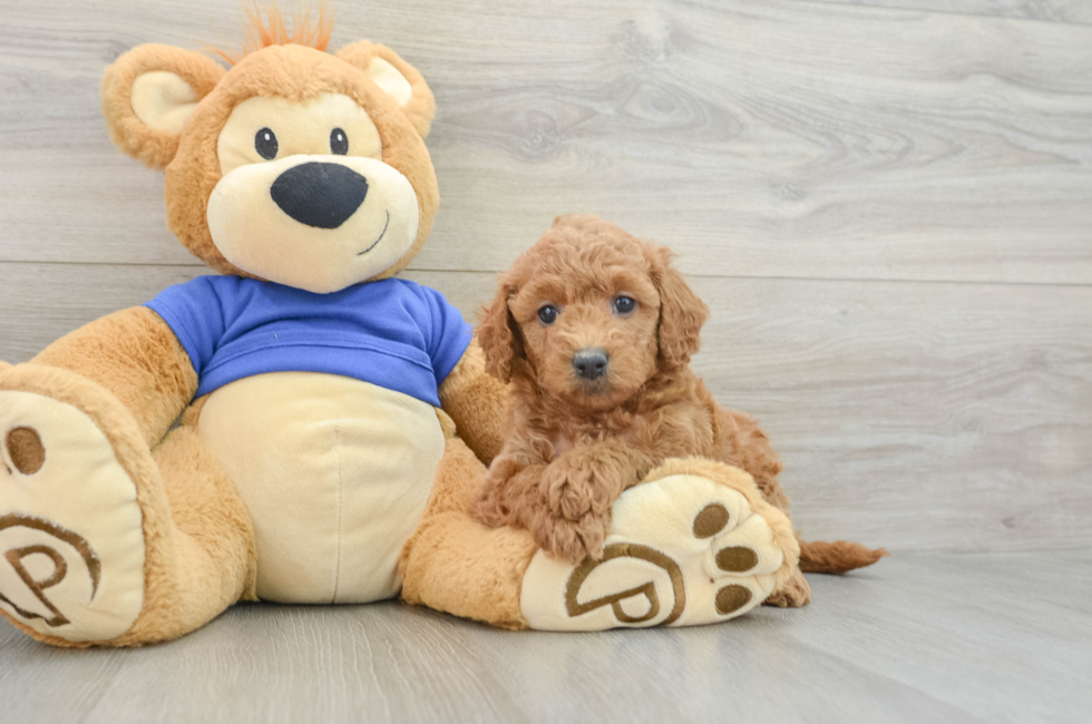 7 week old Mini Goldendoodle Puppy For Sale - Premier Pups