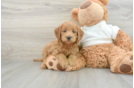 Smart Mini Goldendoodle Poodle Mix Pup