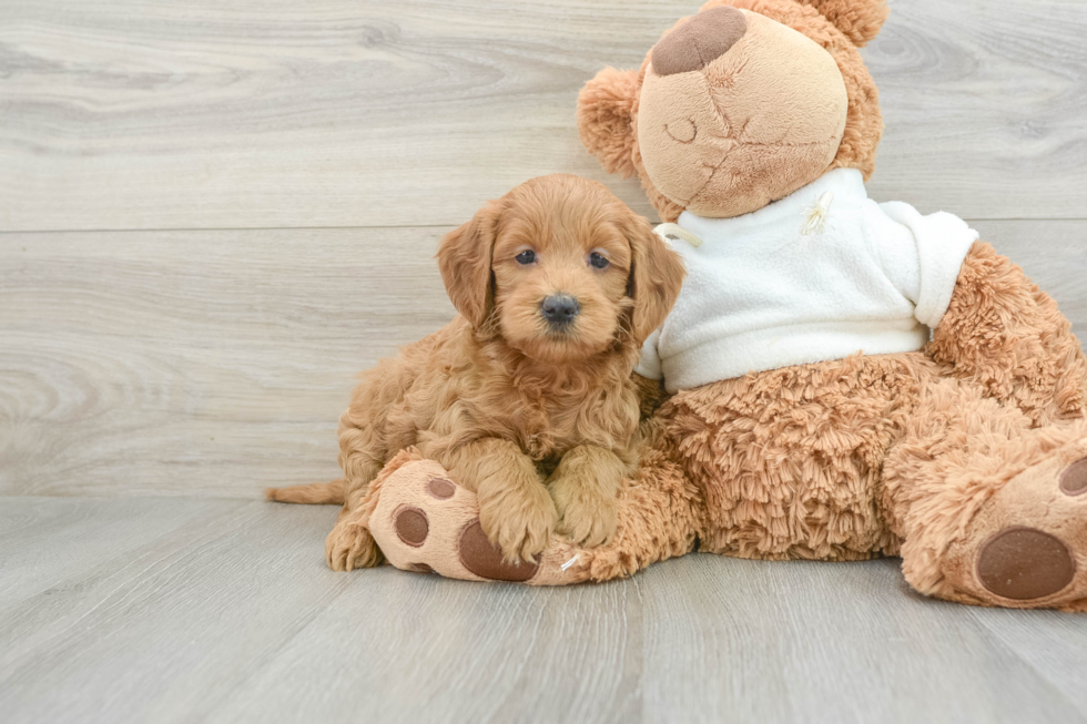 Smart Mini Goldendoodle Poodle Mix Pup