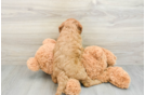 Hypoallergenic Mini Goldiepoo Poodle Mix Puppy