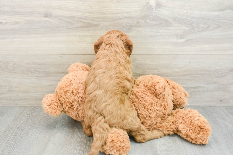 Hypoallergenic Mini Goldiepoo Poodle Mix Puppy