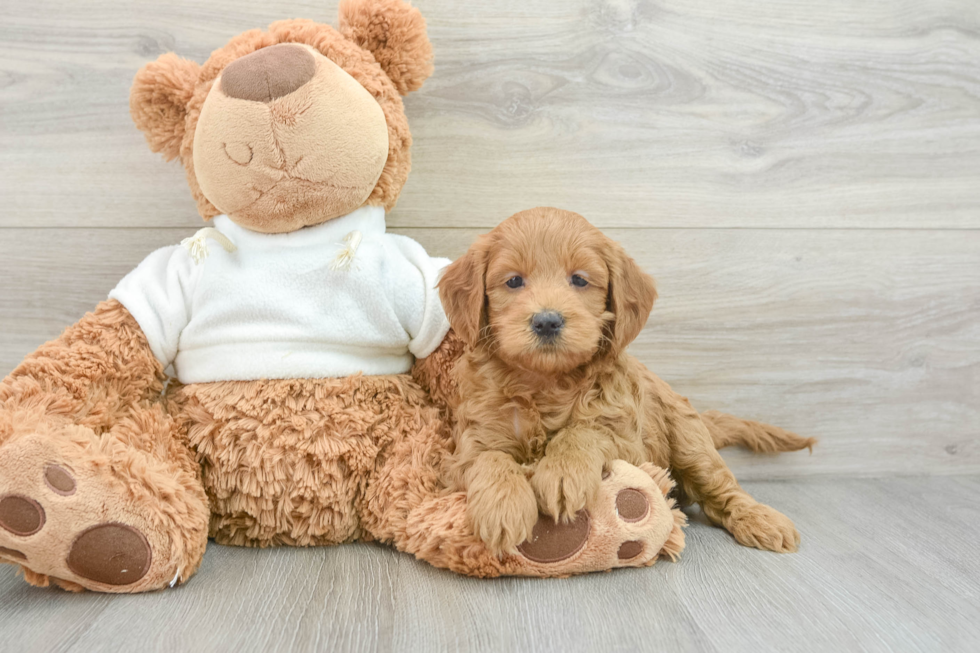 Mini Goldendoodle Pup Being Cute