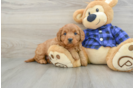 Mini Goldendoodle Pup Being Cute