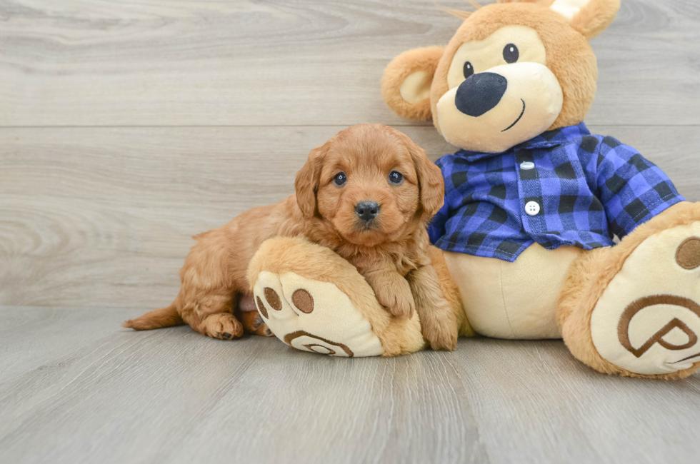 5 week old Mini Goldendoodle Puppy For Sale - Premier Pups