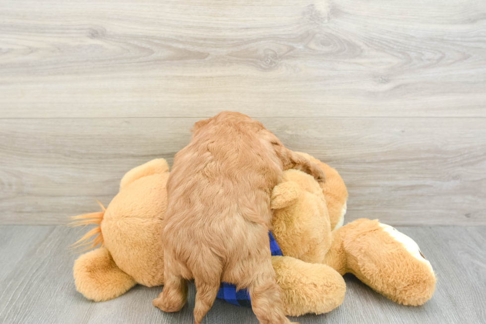 Mini Goldendoodle Pup Being Cute