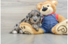 Sweet Mini Goldendoodle Baby
