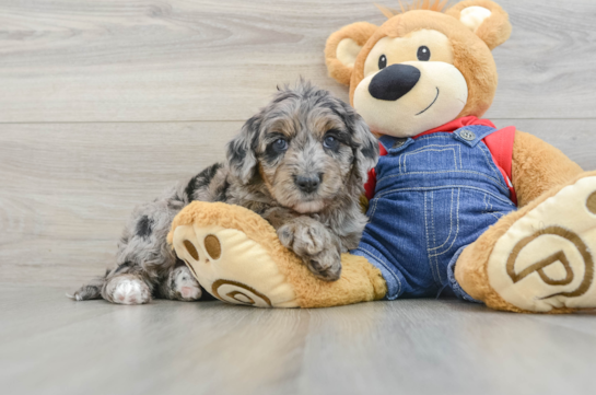 Sweet Mini Goldendoodle Baby