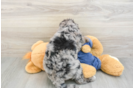 Mini Goldendoodle Pup Being Cute