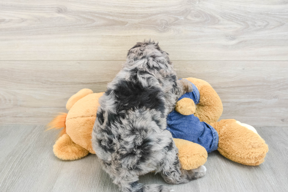 Mini Goldendoodle Pup Being Cute