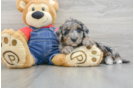 Best Mini Goldendoodle Baby