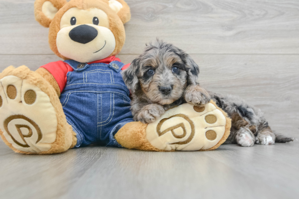 Best Mini Goldendoodle Baby