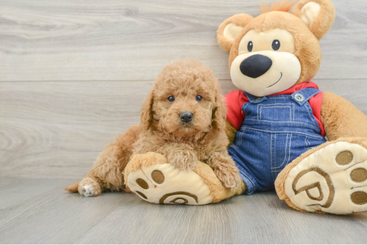 Happy Mini Goldendoodle Baby