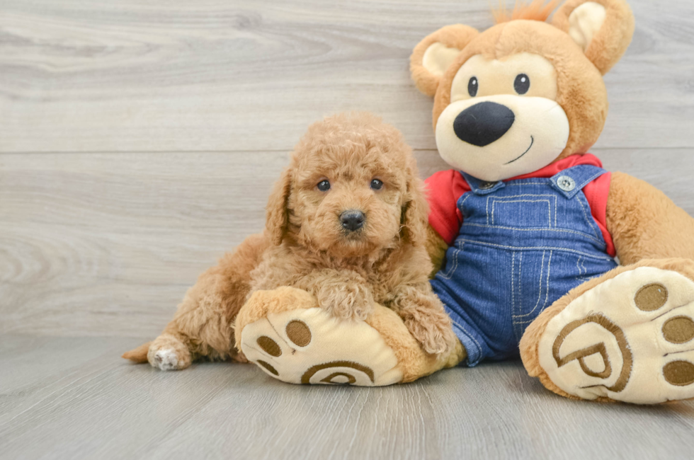 5 week old Mini Goldendoodle Puppy For Sale - Premier Pups