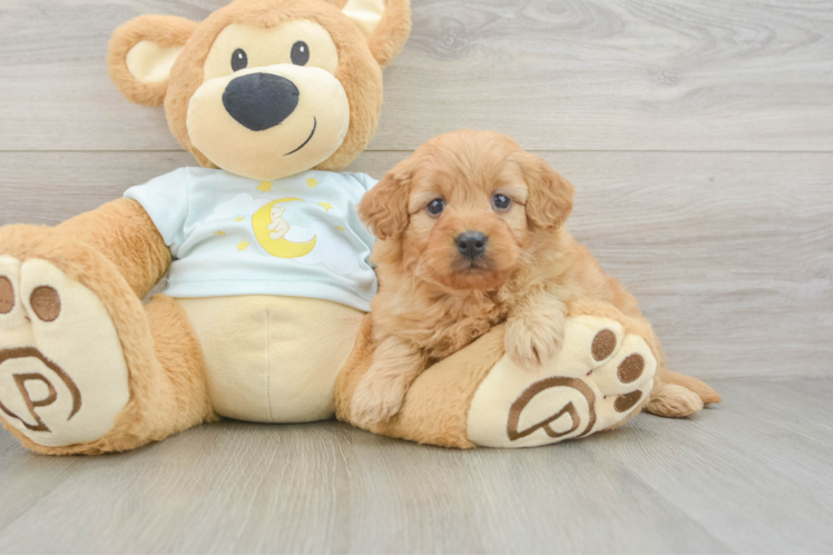 Mini Goldendoodle Pup Being Cute