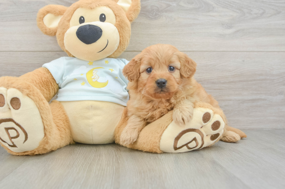 5 week old Mini Goldendoodle Puppy For Sale - Premier Pups