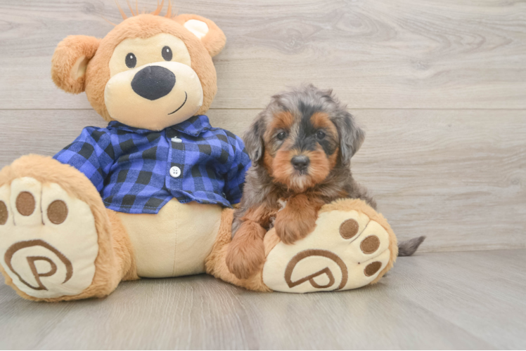 Friendly Mini Goldendoodle Baby