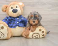7 week old Mini Goldendoodle Puppy For Sale - Premier Pups