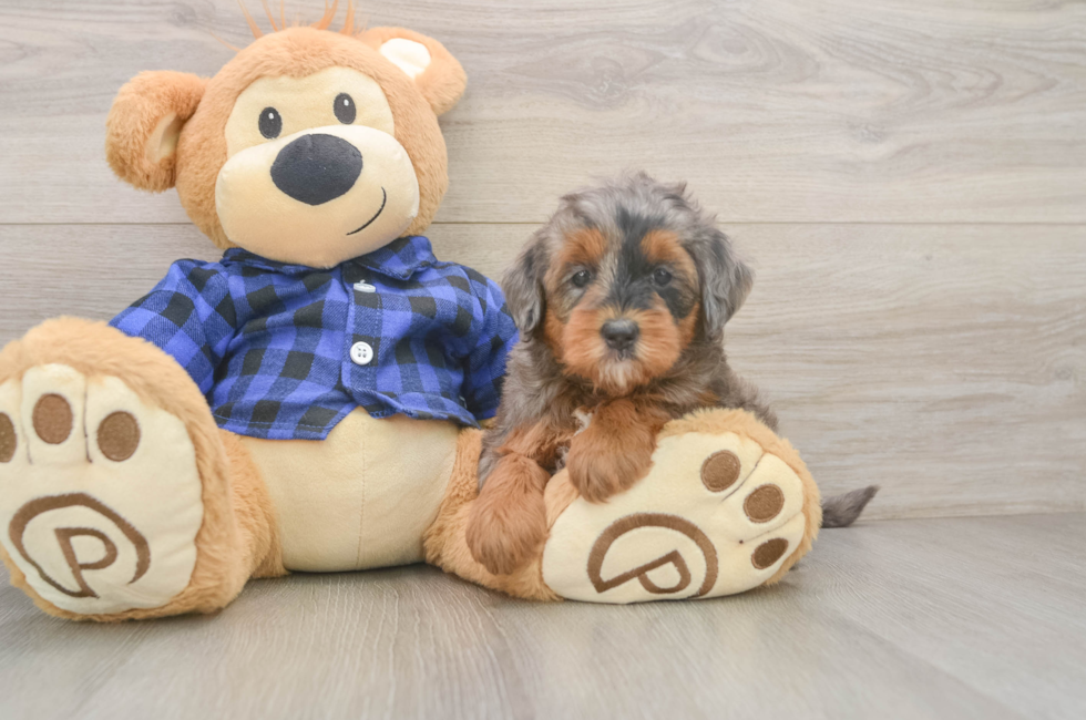 6 week old Mini Goldendoodle Puppy For Sale - Premier Pups