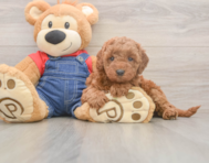 7 week old Mini Goldendoodle Puppy For Sale - Premier Pups