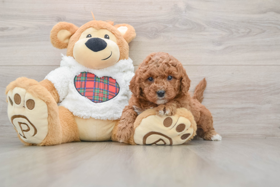 Best Mini Goldendoodle Baby