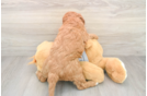 Best Mini Goldendoodle Baby