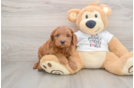 Funny Mini Goldendoodle Poodle Mix Pup