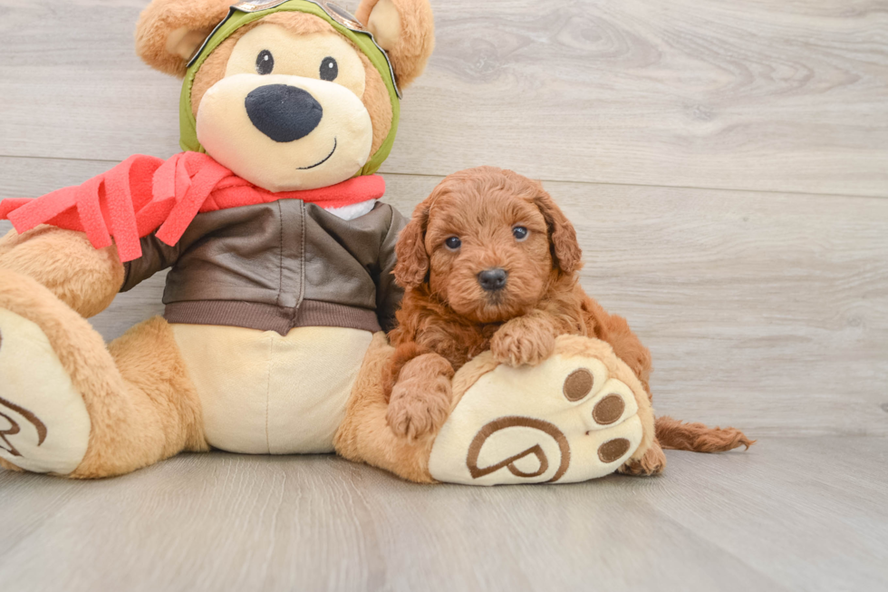 Funny Mini Goldendoodle Poodle Mix Pup