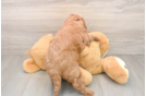 Friendly Mini Goldendoodle Baby
