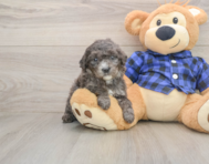 7 week old Mini Goldendoodle Puppy For Sale - Premier Pups