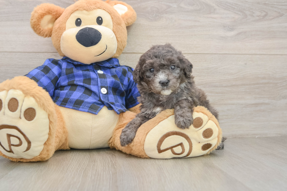 Playful Mini Groodle Poodle Mix Puppy