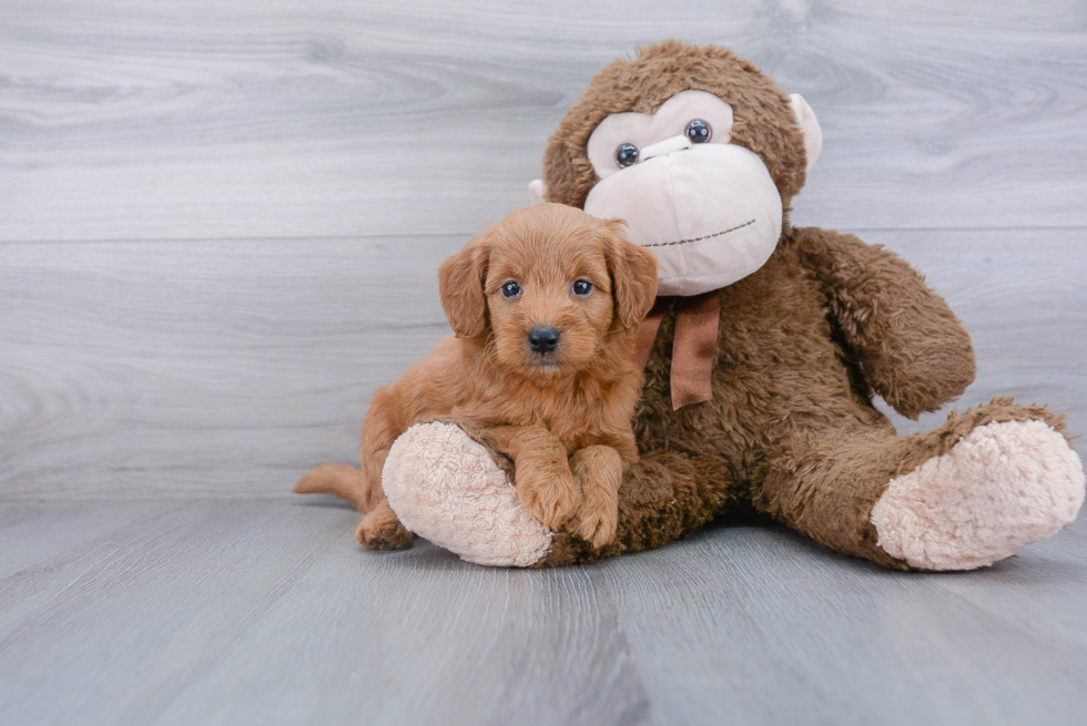 Adorable Golden Retriever Poodle Mix Puppy