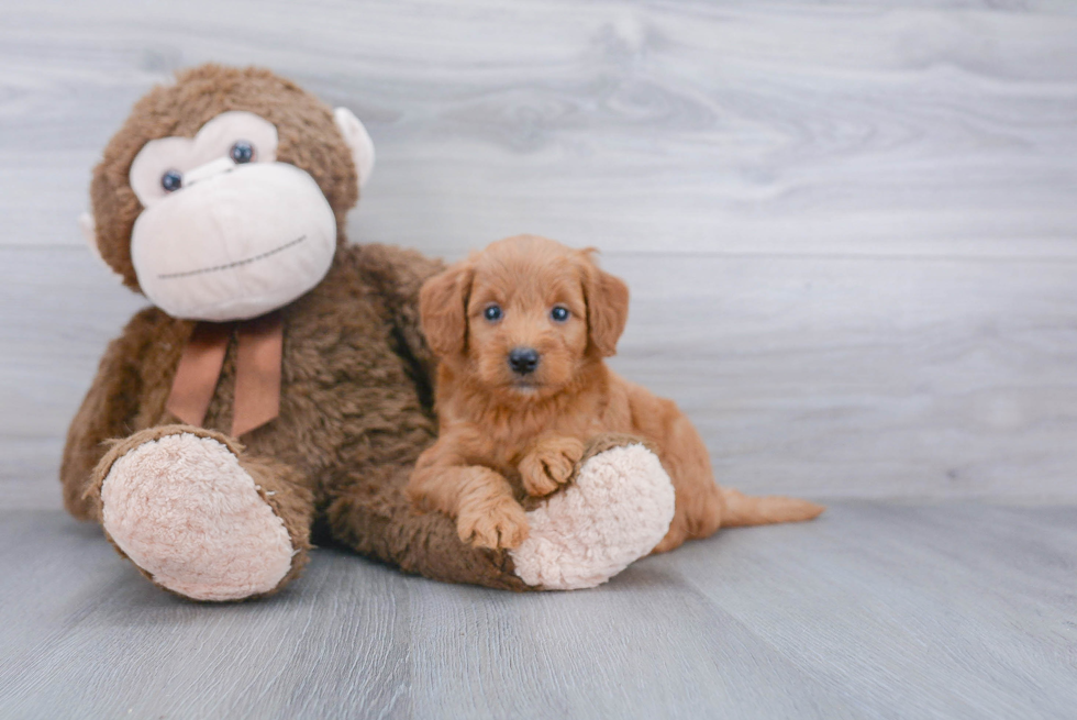 Hypoallergenic Golden Retriever Poodle Mix Puppy