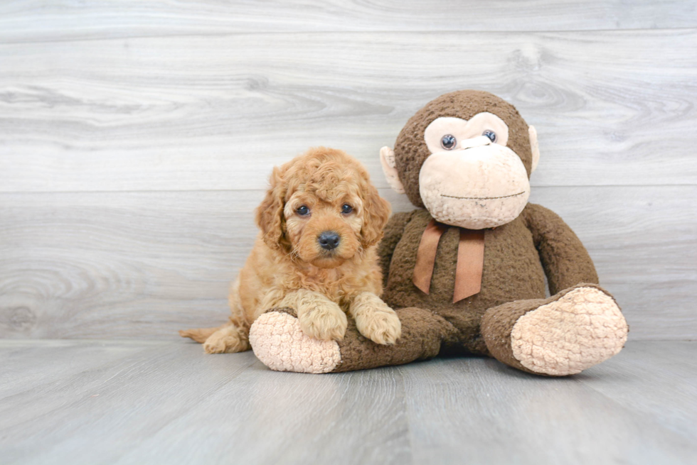 Best Mini Goldendoodle Baby