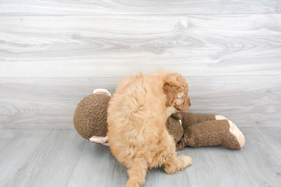 Best Mini Goldendoodle Baby