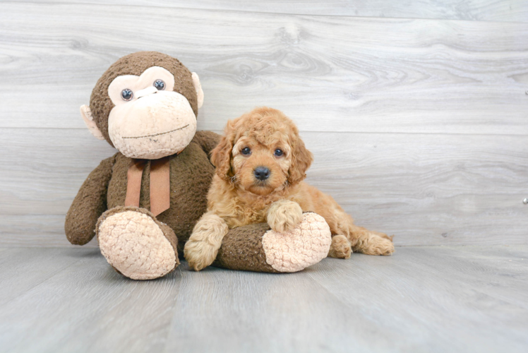 Funny Mini Goldendoodle Poodle Mix Pup