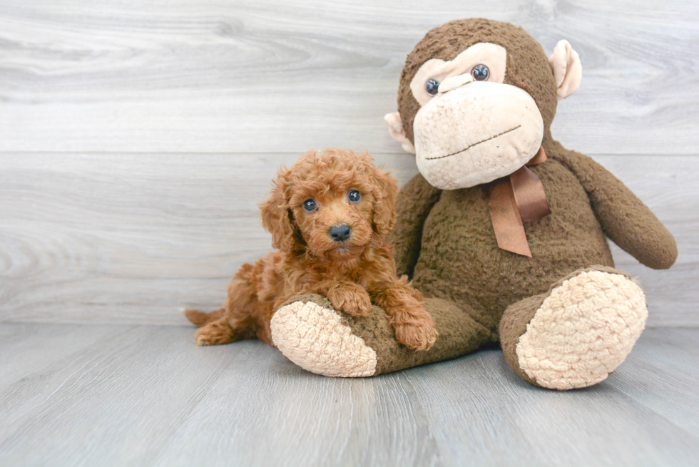 Popular Mini Goldendoodle Poodle Mix Pup