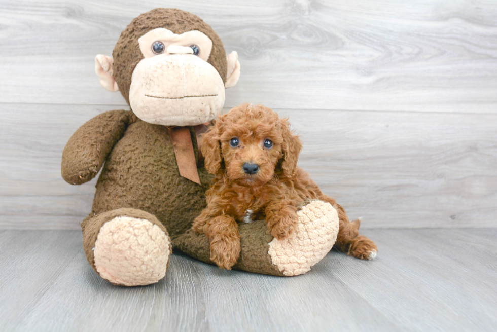 Friendly Mini Goldendoodle Baby