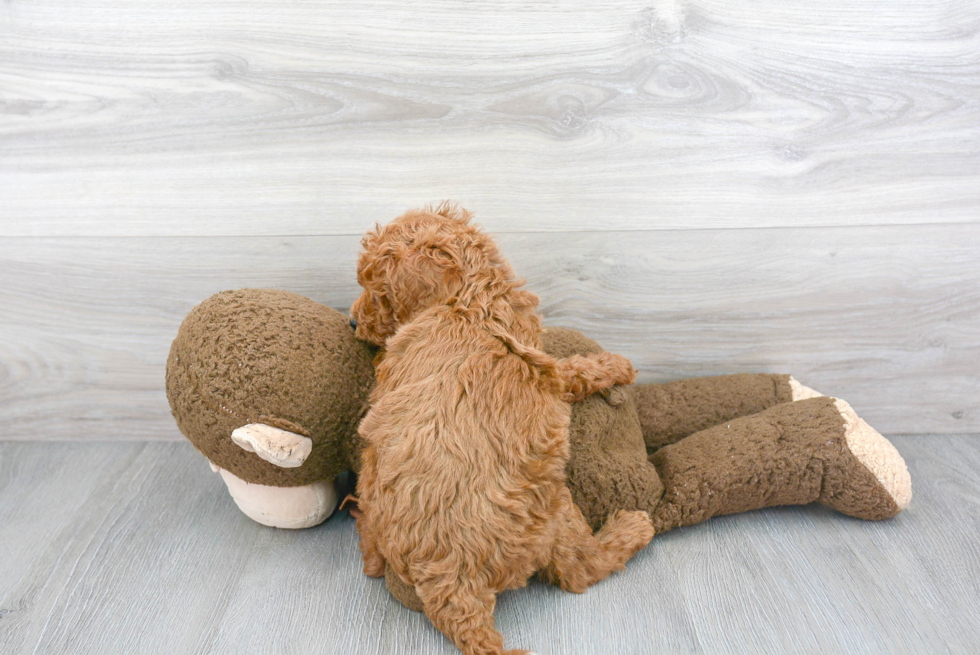 Popular Mini Goldendoodle Poodle Mix Pup