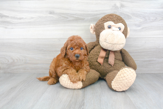 Sweet Mini Goldendoodle Baby