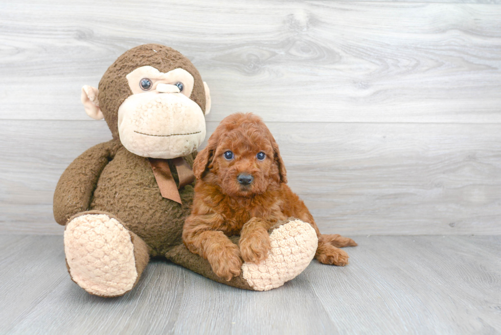 Best Mini Goldendoodle Baby